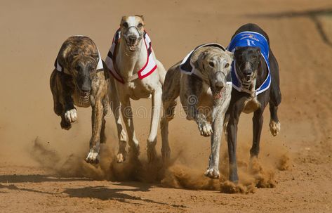 Dogs Greyhound, Greyhound Dogs, English Culture, Racing Dogs, Dog Racing, Greyhound Racing, Arabian Horse Art, Fit Dogs, Greyhounds Racing