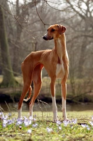 Azawakh Azawakh Dog, Tall Dogs, Tall Dog, High Intelligence, Sight Hounds, Animals Dogs, Kinds Of Dogs, Dog Photo, Large Dog Breeds