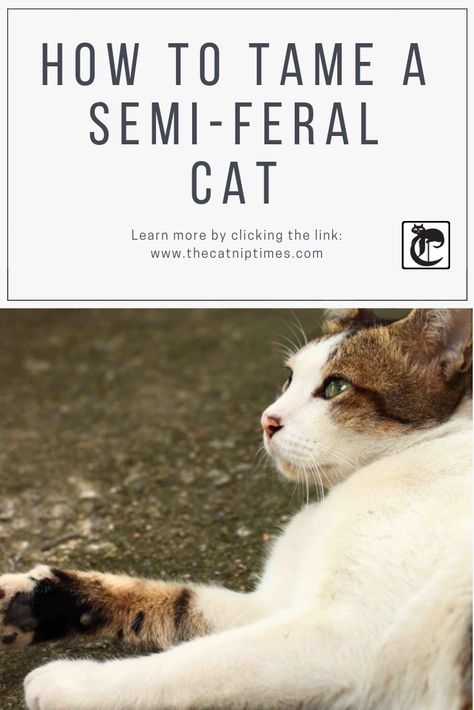 HOW TO TAME A SEMI-FERAL CAT - TheCatnipTimes.com Tnr Cats, Cat Shelters, Catio Ideas, Feral Cat Shelter, Feral Cat House, Feral Kittens, Walking Plan, Maggie Mae, Feral Cat