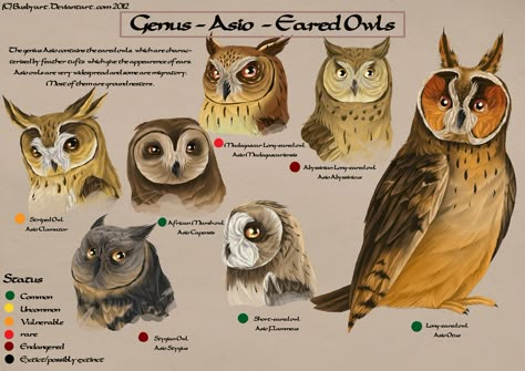 Asio Species chart by *busbyart on deviantART Owl Breeds, Nature Sketches, Owl Ears, Species Guide, Bird Study, Owl Facts, Vet Technician, Owl Species, Barn Owls