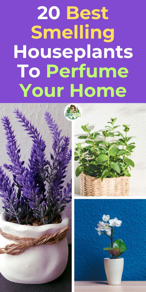 "Discover the 20 best smelling houseplants to perfume your home naturally! 
From aromatic plants that enhance your living space to fragrant plants that 
purify the air, these household plants are perfect for any room. Explore 
air purifying plants ideal for your bedroom and beyond, bringing both 
beauty and delightful scents into your life. Transform your home with these 
must-have fragrant plants today!" Good Plants For Bathroom, Plants That Heal, Indoor House Plants, Pet Friendly House Plants, Best Air Purifying Plants, Air Cleaning Plants, Easy Care Houseplants, Air Purifying House Plants, Household Plants