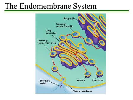 The Endomembrane System> Endomembrane System, Cell Junction, Cell Theory, Prokaryotic Cell, Chemical Energy, Plasma Membrane, Cellular Respiration, Cell Division, Animal Cell