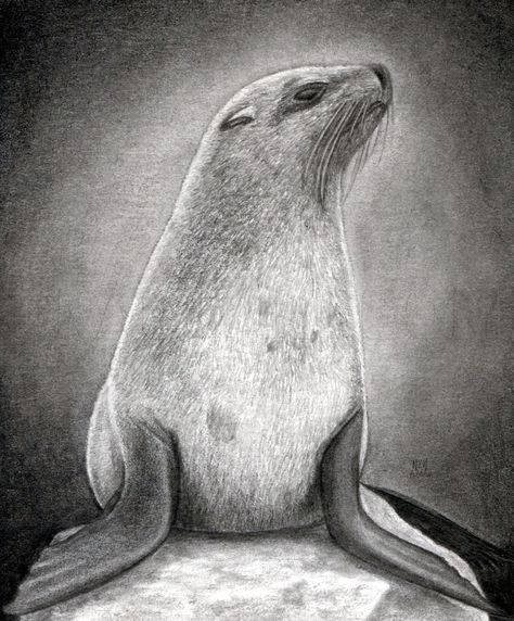 Seal Drawing, Fur Seal, Pencil Drawings Of Animals, Realistic Rose, Drawing Guide, Pencil Drawings Easy, Marine Mammals, Step Drawing, Guided Drawing