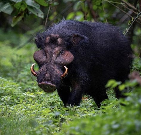 The giant forest hog (Wikipedia; Hylochoerus meinertzhageni) is a species of giant pig, generally the largest suid, native to wooded habitats across East, Central, and West Africa. Despite its size and range, it was not formally discovered until 1904, although there had been sightings and reports since the 17th Century. The first reports came in 1688, and explorer Henry Morton Stanley collected accounts during his final expedition across Africa. Although he never mentioned it in print, Stanley Pygmy Hippopotamus, Wild Hogs, Wild Pig, Wild Hog, Interesting Animals, Majestic Animals, Creature Feature, Animal Sketches, Zoology