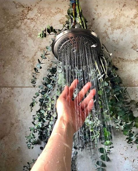 What is Eucalyptus Shower & Why is it a Popular Instagram Trend Eucalyptus Shower Head Aesthetic, Green Spa Aesthetic, Shower Relaxing, Shower Aesthetic, Relaxing Home Decor, Medicinal Oils, Water Stream, Plant Room, Allergy Remedies