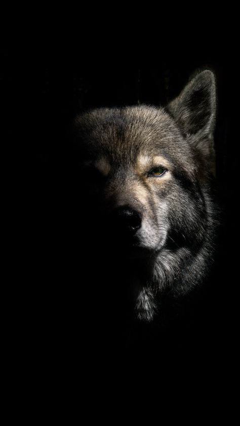 Lup Singuratic, Wild Animal Wallpaper, رورونوا زورو, Wolf Photos, Wolf Spirit Animal, Wolf Wallpaper, Red Wolf, Wolf Pictures, Most Beautiful Animals