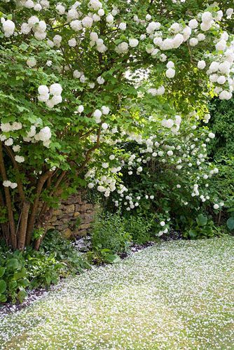 Fence Hedge, Popcorn Tree, Midwest Gardening, Viburnum Opulus Roseum, September Garden, Planting Combinations, Viburnum Opulus, Small Patio Garden, Victorian Garden