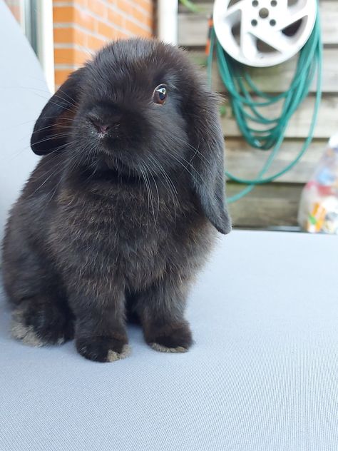 Black Holland Lop Bunny, Lop Bunnies, Holland Lop Bunnies, Dragons Clothes, Bunny Jewelry, Mini Lop, Pet Bunny Rabbits, Bunny Mom, Easter Bunny Shirts