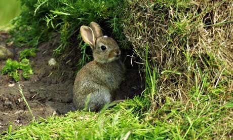 Rabbit Burrow, Green Academia Aesthetic, Wild Bunny, Rabbit Hide, Young Rabbit, Small Rabbit, Bunny Lovers, Bunny Gifts, Bunny Art