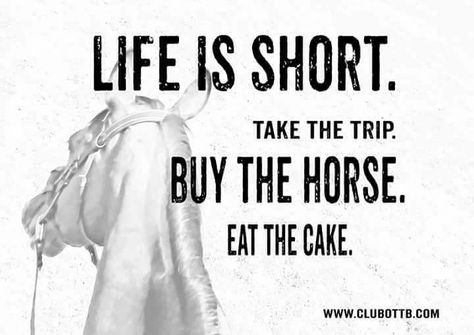 Short Horse Quotes, Horse Racing Quotes, Motivative Quotes, Horse Sayings, Tuesday Post, Equine Quotes, Horse Humor, Pet Quotes, Inspirational Horse Quotes