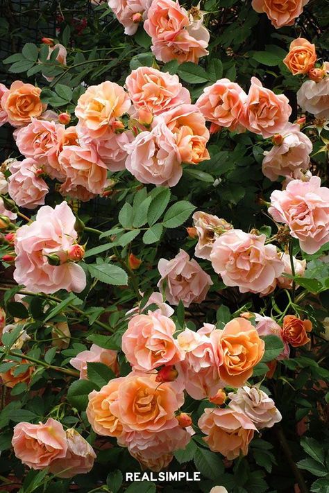 The 12 Easiest Roses to Grow for a Gorgeous, Low-Maintenance Garden | The First Editions Above & Beyond rose is a fantastic cold-climate, climbing rose covered in flowers as the garden wakes up for the season. It is fast-growing and adds a quick and impactful beauty to the landscape, which is perfect if your area has short summers. #gardening #gardenideas #realsimple #flowergarden #growingflowers Apricot Flowers, Drift Roses, Edible Roses, Diy Garden Fountains, Climbing Rose, Rose Care, Rose Varieties, Blooming Garden, Shrub Roses