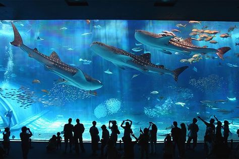 Amazing Aquariums, Beppu, Porto Rico, Okinawa Japan, Oita, Whale Shark, Foo Fighters, Okinawa, Sharks