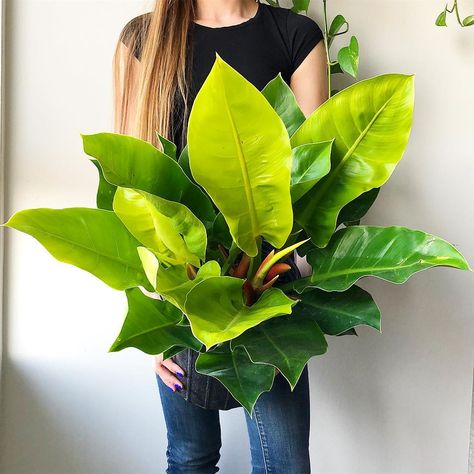 This philodendron moonlight may be my new favourite plant. Look at those giant lime green leaves!! 🌱 I saw it on @plant_guelph’s weekly… Moonlight Plant, Philodendron Moonlight, Philodendron Varieties, Wishlist Plants, Philodendron Plant, Orange Plant, Indoor Gardens, House Plants Decor, Plant Lighting