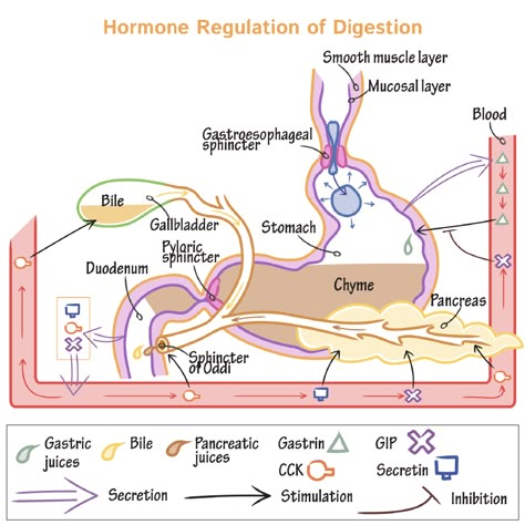 Hormone Regulation of Digestion Hormone Regulation, Gi System, Anatomy Flashcards, Smooth Muscle, Medicine Notes, Basic Anatomy And Physiology, Nurse Study Notes, Medical Student Study, Biomedical Science