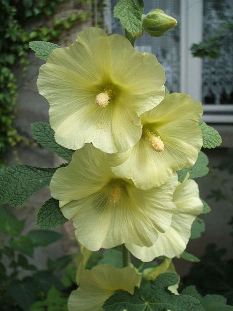 Hollyhocks are best, and easiest, grown from seed and they will readily self-seed if flower stalks are left in place. Plant in a well-draining area with full sun to partial shade. Due to their height, protect from damaging winds and provide support such as a fence, wall, trellis or stake. Sow at just ¼ inch deep and about 2 feet apart. Flower Encyclopedia, Yellow Perennials, Hollyhocks Flowers, Romantic Flowers, Deco Floral, Favorite Flowers, Flower Beauty, Beautiful Blooms, Plants And Flowers