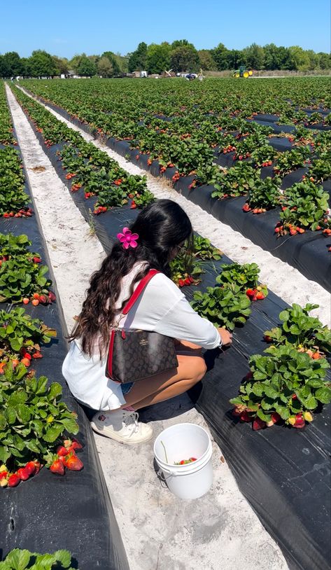 Outfits For Strawberry Picking, Cute Strawberry Picking Outfits, Strawberry Picking Outfit Aesthetic, Strawberry Picking Photoshoot, Strawberry Farm Outfit, Strawberry Farm Aesthetic, Berry Picking Outfit, Berry Picking Aesthetic, Strawberry Picking Aesthetic