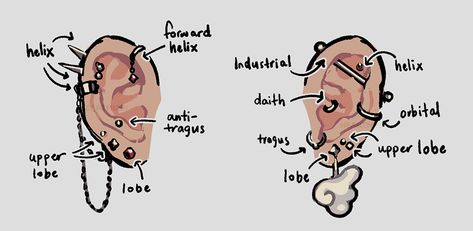 Piercing Diagram, Ear Piercing Diagram, Forward Helix, Tragus, Helix, Ear Piercings, Piercings, Character Design