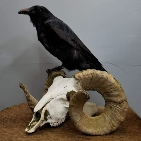 Vulture Culture Aesthetic, Crow On Skull, Raven On Skull, Vampire Spells, Vampire Magic, Skull Reference, Animal Skeletons, Crow Skull, Taxidermy Art