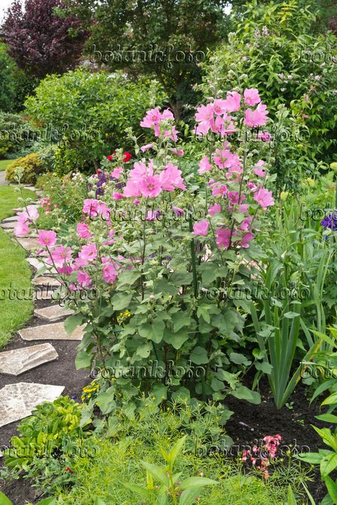 Greater musk mallow (Malva alcea 'Fastigiata') Musk Mallow, Garden Tables, British Garden, Garden Table, Kitchen Garden, Cottage Garden, Finland, Flower Garden, Landscaping