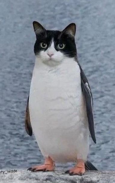 Cat Hybrid, Hybrid Cat, Penguins, Cute Animals, Memes, Drawings, Animals, Art