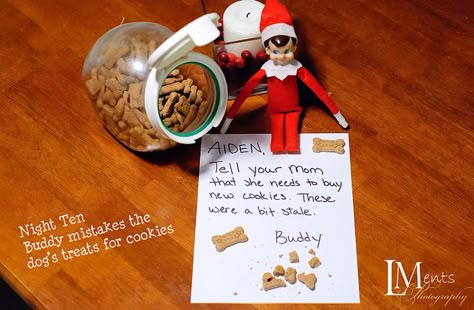 Elf mistakes the dog treats for cookies Elf Tricks, Snowflake Ideas, Elf Pets, Elf Magic, Elf Antics, Girl Elf, Buddy The Elf, Elf Ideas, Dog Biscuits