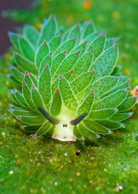 Sea Slug, Slug, An Animal, Sheep, Green, Nature