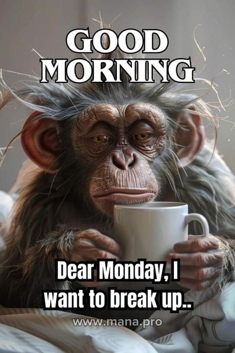 Good Morning Monday Funny, Happy Monday Quotes Funny, Monday Morning Quotes Humor, Good Morning Funny Humor Hilarious, Happy Monday Images Funny, Good Morning Images Funny, Happy Monday Funny, Funny Good Morning Pics, Good Morning Happy Tuesday Images