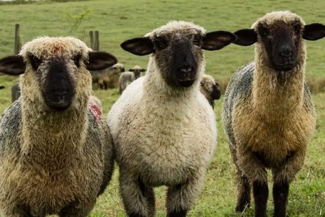 Hampshire Sheep: Facts, Lifespan, Traits & Care (With Pictures) | Pet Keen Hampshire Sheep, Types Of Sheep, Personalized Coloring Book, Sheep Breeds, Angora Goats, Animal World, Hampshire, Facts About, Animal Pictures