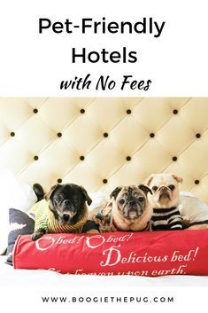 Pet Friendly Hotel, Dog Friendly Vacation, Dog Friendly Hotels, Pet Friendly Hotels, The Pug, Dog Travel, Sweet Animals, Dog Training Tips, Pet Beds