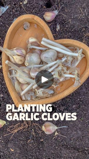 How To Plant Garlic, Plant Garlic, Planting Garlic, Gardening 101, Top Soil, Companion Planting, Gardening Ideas, Herb Garden, Gardening Tips