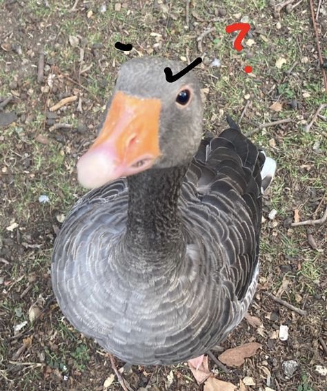 #goose #duck #funny #grunge #aesthetic Goose Pfp Funny, Goose Funny, Funny Goose, Goose Pfp, Goose Aesthetic, Silly Goose, Apple Bottom Jeans, Apple Bottoms, Spring Aesthetic