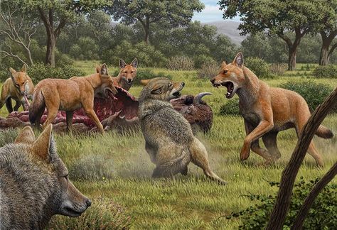 Dire Wolves Were Not Actually Wolves At All, Surprising Study Reveals Taiga Forest, Facts About Africa, Dire Wolves, Ancient Furniture, Chicago Wolves, Human Genetics, Karelian Bear Dog, Young Simba, Dogs And People