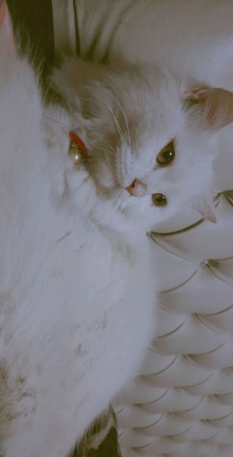 Persian Cat Snapchat Story, Persian Cat Snap, Aesthetic Dps, White Persian Cat, Best Birthday Wishes Quotes, Beer Photos, Deadpool Wallpaper, Beautiful Eyes Pics, Persian Kittens