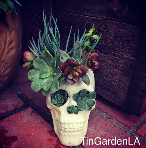 Repurposed Halloween decoration into a succulent sugar skull planter...love it! Skull Succulent Planter, Skull Planter Diy, Halloween Succulents, Skull With Succulents, Sugar Skull Planter, Skull Succulent, Indoor Succulent Planter, Sugar Skull Decor, Diy Cactus