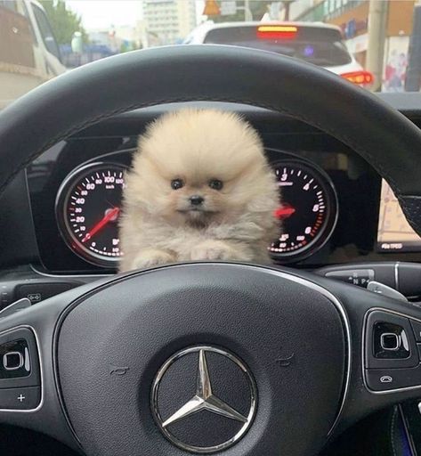 Pomeranian puppies (@pomeraniangalaxy) posted on Instagram • Jan 15, 2021 at 5:57pm UTC Cats And Dogs Aesthetic, Golden Husky, Husky Poodle, Low Maintenance Dog Breeds, Dogs Aesthetic, Goofy Dog, Dog Mommy, Cute Pomeranian, Really Cute Puppies