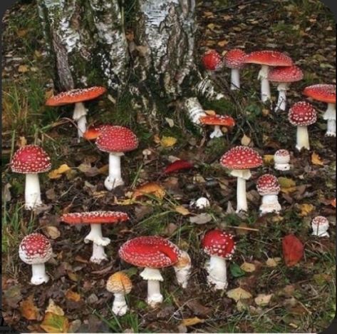 Mushrooms Growing, A Group, Twitter, Red, White