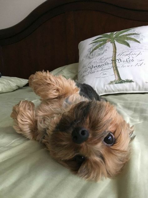 Pinterest Cute, Morkie Puppies, Chien Shih Tzu, Silky Terrier, Cute Doggies, Very Cute Dogs, Yorkshire Terrier Puppies, Yorkie Dogs, Yorkshire Terriers