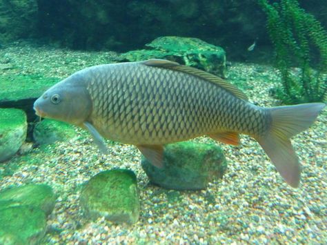 Virginia Fishes : Common Carp Fish Farming Ponds, Bass Fishing Pictures, Common Goldfish, Common Carp, Fish Feed, Bowfishing, Fishing Pictures, Fish Stock, Fish Fish