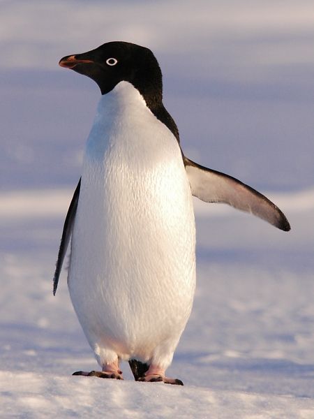 Adélie penguin:  Travel Photography | Penguins | Nature | Animals | Bucket List | | Travel | Penguin | Happy Feet | March of the Penguins | Travel Destinations | Travel Tips | Adventure Travel |  Wanderlust | Baby Animals #wildlife #photography  #bucketlist #Antarctica #penguins Penguin Breeds, Penguin Facts, March Of The Penguins, Penguin Images, Penguin Pictures, Adelie Penguin, Penguins Funny, Penguin Love, Flightless Bird