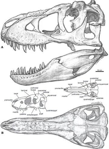 Skull Diagram Trex Skull Drawing, Dinosaur Diagram, Dinosaur Skeleton Drawing, Animal Skull Illustration, Dinosaur Skull Drawing, Jurassic World Coloring Pages, Skull Diagram, Trex Skull, Drawing Vampire