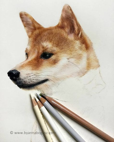 Cat Portraits, Realistic Drawings, Dog Drawing, Dog Paintings, Shiba Inu, Dog Portraits, Painting & Drawing, Dog Cat, Acrylic Painting