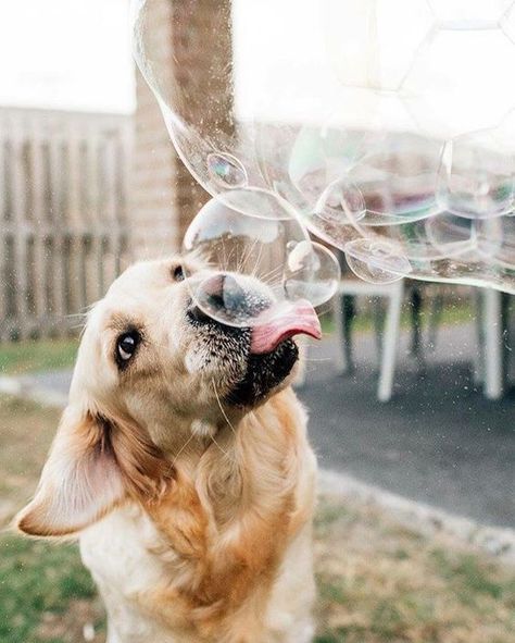 Golden Retriever Mix, Blowing Bubbles, Appaloosa, Golden Retrievers, Quarter Horse, Cute Kittens, Dog Photography, Cute Creatures, Funny Cartoon