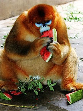 Snub Nosed Monkey, Monkey Eating, Snub Nose, Animals Rescue, Eating Watermelon, Animal Rescue Center, Primates, Beat The Heat, Zoo Animals