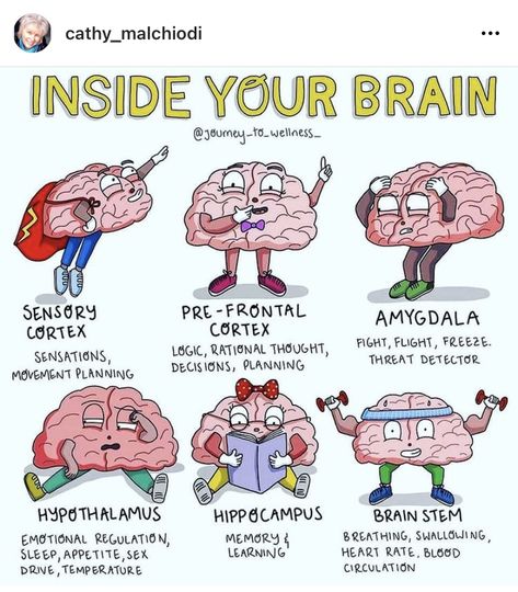 Inside Your Brain, Processing Emotions, Punkty Spustowe, Brain Facts, Brain Anatomy, Medical School Studying, Brain Science, Medical Knowledge, Emotional Regulation