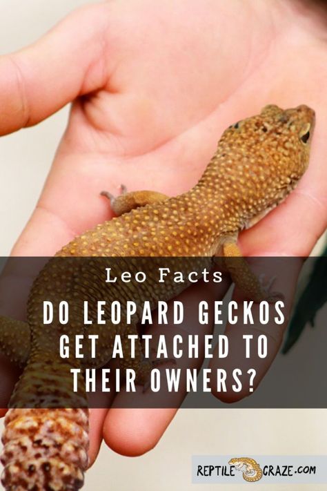 Do leopard geckos get attached to their owners? We do not know for sure if the leopard gecko, or other reptiles, get attached to their owners. However, bonds can be formed between a leopard gecko and their owner by way of handling the animal, taking them out for enrichment activities outside their cage, and setting up a healthy habitat. Leopard Gecko Enrichment, Remi Lebeau, Leopard Gecko Diet, Leopard Gecko Tank, Leopard Gecko Care, Lizard Types, Activities Outside, Reptile Care, Leopard Geckos