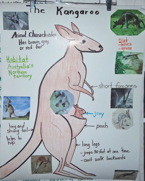 Kangaroo Pictorial-Start with pencil outline while discussing with students, discuss things such as characteristics, habitats. Thanks to an awesome host teacher color code the categories. Finally, add real photographs to tie it all in! Kangaroo Facts For Kids, Kangaroo Facts, Kangaroo Craft, Around The World Crafts For Kids, Pencil Outline, Kangaroo Art, Kangaroo Stuffed Animal, Australia Crafts, Teaching Elementary School