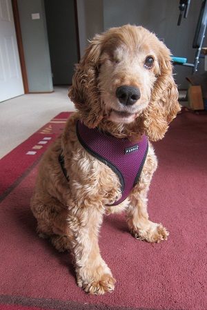 Lucy - an 8 year old english cocker spaniel dog that has lost one eye due to glaucoma and is blind in the other eye. Dog Veterinary, Dog First Aid, Dog Advice, Blind Dog, Working Cocker, Animal Ideas, Dog Clothes Diy, Best Puppies, Cocker Spaniel Dog