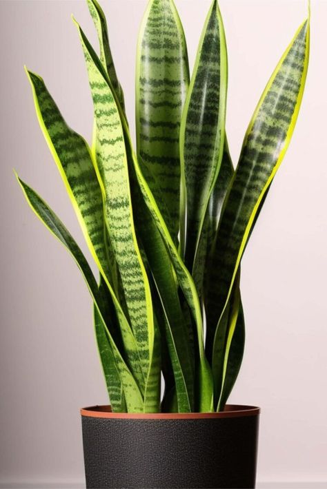 If you're looking for an easy-to-care-for houseplant that adds a touch of green to your space, a snake plant may be just what you need. It's easy to learn how to care for snake plants, from watering and sunlight to fertilizing and propagating. Snake Plant Wallpaper, Vegetable Garden Planters, Snake Plant Propagation, Houseplant Decor, Houseplants Decor, Bal Hanuman, Snake Plant Care, Houseplants Low Light, Types Of Snake