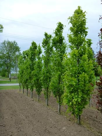 Fagus Sylvatica, Trees For Front Yard, Types Of Hydrangeas, Broadleaf Evergreen, Columnar Trees, Best Perennials, Lawn Edging, Low Maintenance Garden, Ornamental Trees