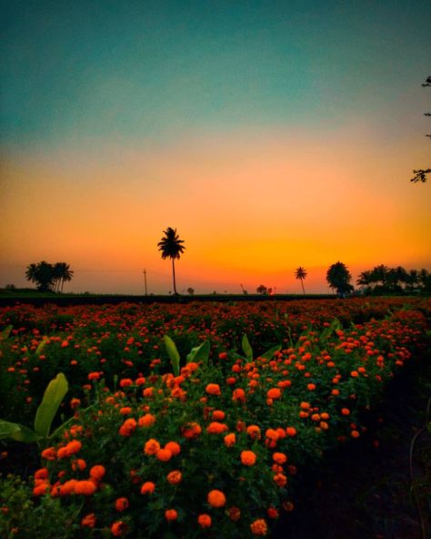 Ⓟ Ⓡ Ⓐ Ⓝ Ⓐ Ⓥ on Instagram: “🏵️ . . . . . . . . . . . #orangefeed  #orange #marigold #flower #flowers #marigoldfield #field #farm #agriculture #farming #sunset #sun…” Farm Agriculture, Orange Marigold, Sunset Color Palette, Sunset Color, Agriculture Farming, Marigold Flower, Sunset Colors, Flower Field, R A